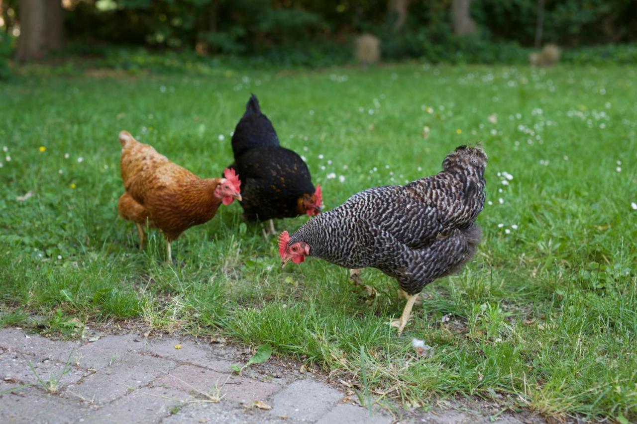 B&B Boerderij De Vaete - Duurzaam Genieten In De Zak Van Zuid-Beveland Heinkenszand Esterno foto