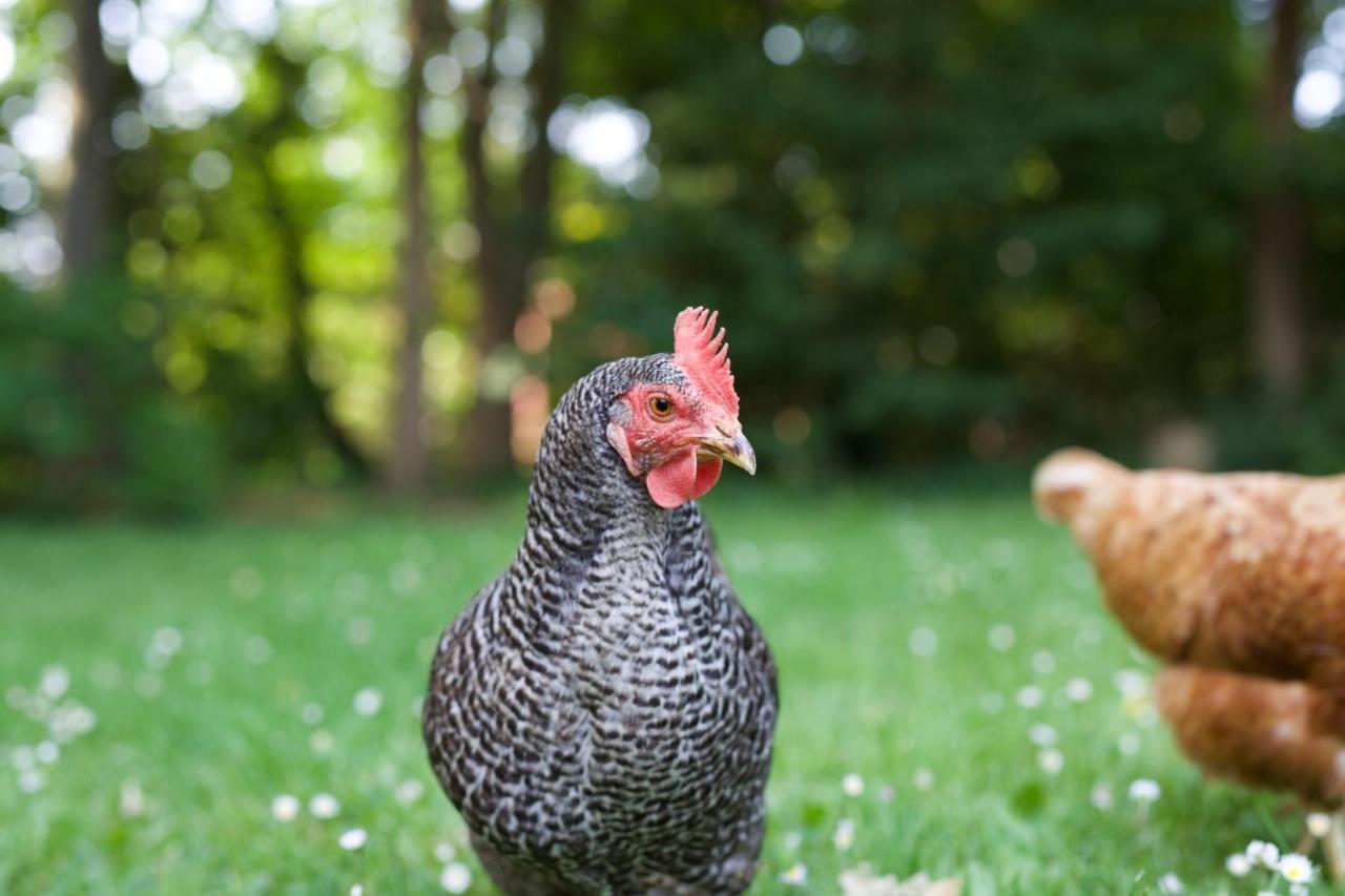 B&B Boerderij De Vaete - Duurzaam Genieten In De Zak Van Zuid-Beveland Heinkenszand Esterno foto
