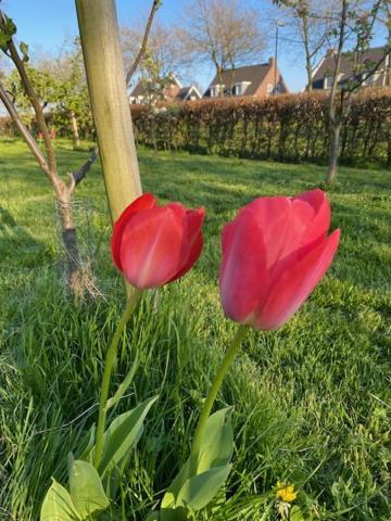 B&B Boerderij De Vaete - Duurzaam Genieten In De Zak Van Zuid-Beveland Heinkenszand Esterno foto